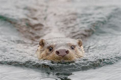 How to Take a Wildlife Tour of Scotland