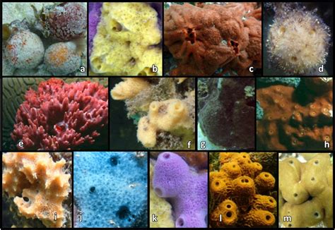 Types Of Sponges