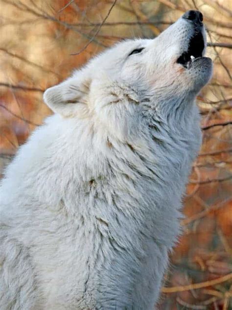 The Biggest Arctic Wolf Ever Recorded - Animals Around The Globe