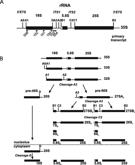 Yeast Pre Rrna Processing Pathway A Schematic Representation Of The