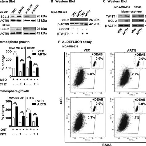 Artn Increases Bcl 2 Expression To Promote A Csc Like Phenotype In Download Scientific Diagram