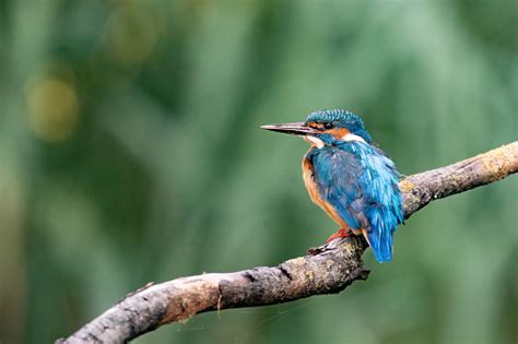 Piękny Niebieski Ptak Zimorodek Samiec Common Kingfisher Siedzący Na