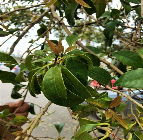 Osmanthus fragrans Thunb Lour Flora y Fauna UdeC Chillán