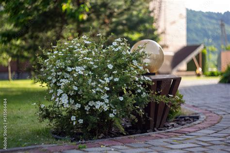 Foto De A Flowering Shrubby Cinquefoil Dasiphora Fruticosa Syn