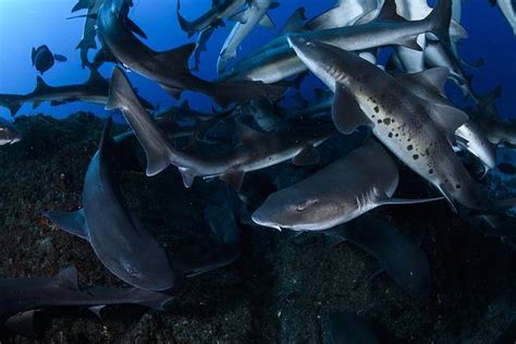 Discover 15 Sharks Found in Japanese Waters - A-Z Animals