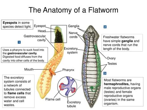 PPT - 27–1 Flatworms PowerPoint Presentation - ID:6005321