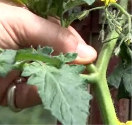 How To Prune Tomatoes Gardening Stories