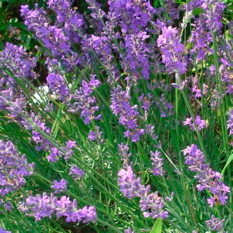 Cuidados esenciales para la Lavandula Angustifolia Mantén tu planta de