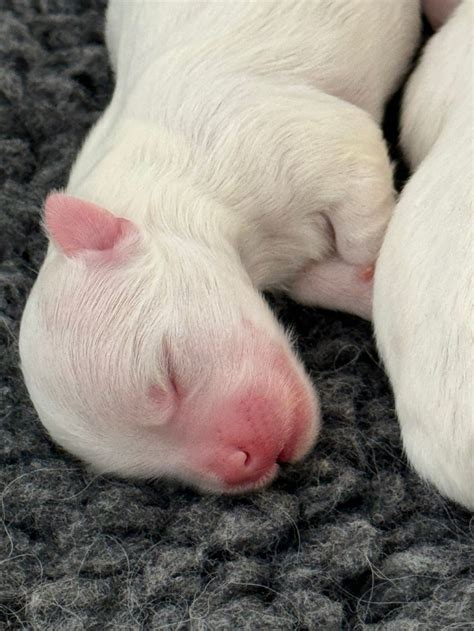 Unser Coton De Tulear B Wurf Wurde Geboren Bearded Collies Und Coton