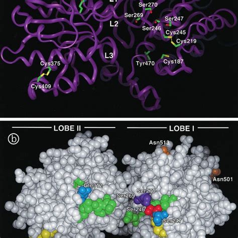 Three Dimensional Model Of The Lbp Like Domain Of The Gaba B Receptor