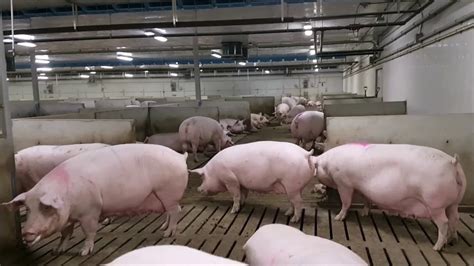 Gestating Sows Mingle In Group Maternity Pens Youtube