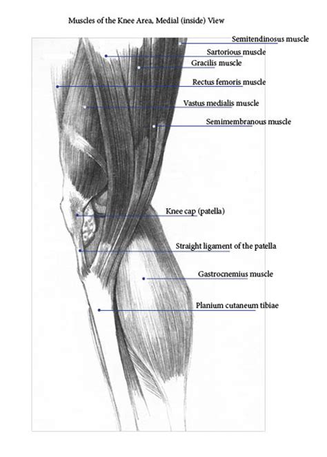 Muscles in the Knee