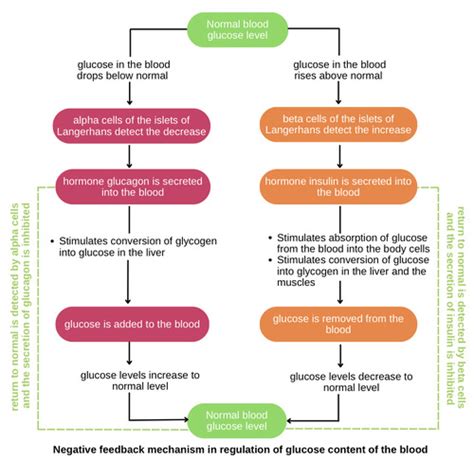 How Glucagon Increases Blood Glucose Levels Pancreas And Adrenal