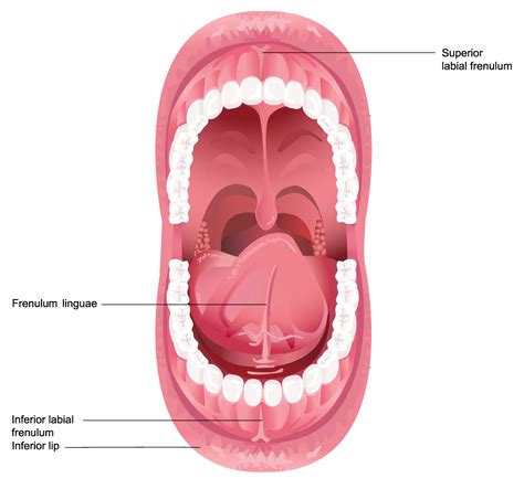 Frenulum Diagram