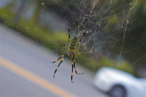 Joro Spider in Its Web, Trichonephila Clavata Stock Image - Image of ...