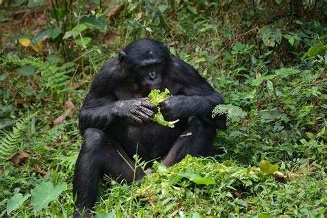 Bonobo: Characteristics, Diet, Facts & More [Fact Sheet]