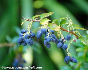 Berberis darwinii - Darwin's Barberry - Seeds