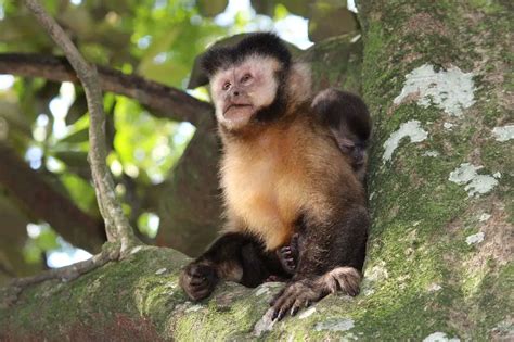 Macaco Prego Das Guianas Caracter Sticas Habitat E Fotos Mundo Ecologia