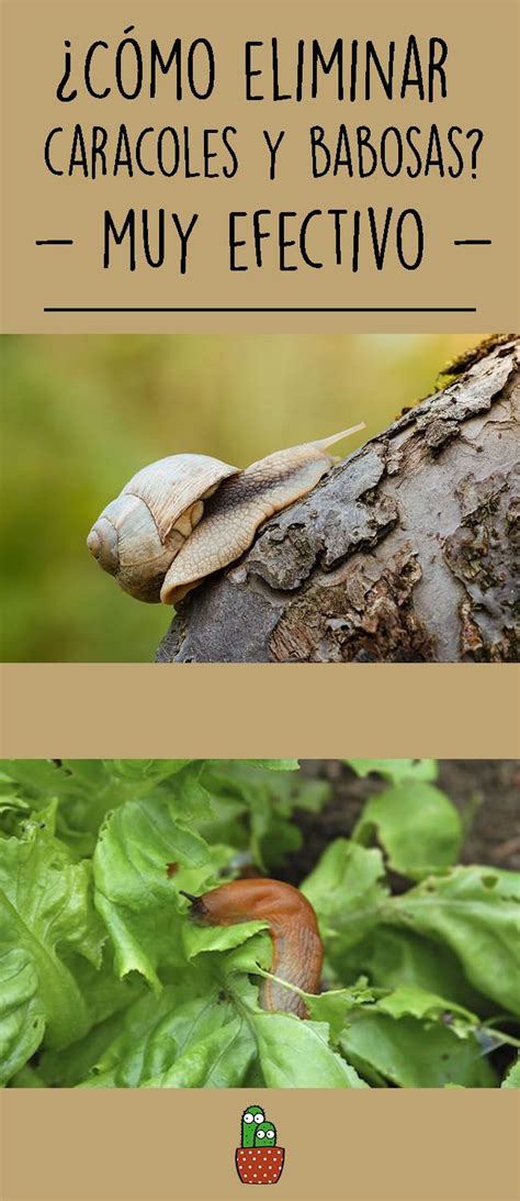 Cómo eliminar caracoles y babosas Jardineria y plantas Jardín de