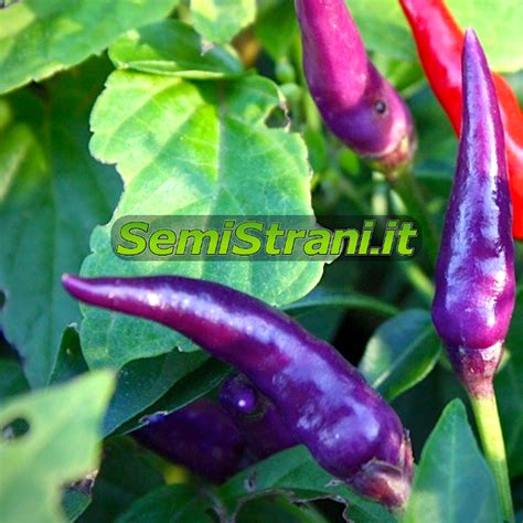 Cayenne Purple Chili Pepper Seeds Semi Strani Di Carlo Martini