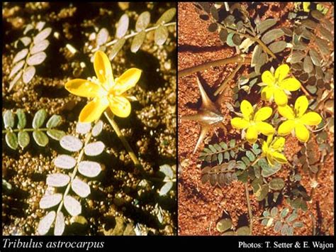 Photograph Tribulus Astrocarpus F Muell Florabase