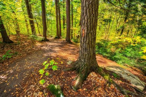 Autumn Forest Hiking Trail stock photo. Image of ground - 40969766