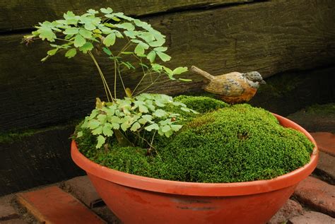 Rotary Botanical Gardens Hort Blog Mosses In Containers