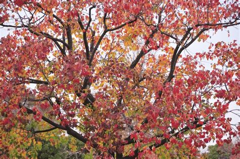 Chinese Tallow Tree: Over 664 Royalty-Free Licensable Stock Photos | Shutterstock