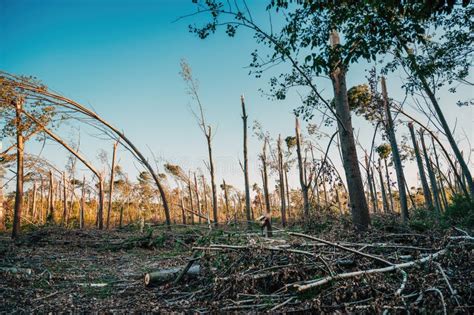 Environmental Damage From Drone Pov Aerial Shot Of Deciduous Forest Landscape Devastated After