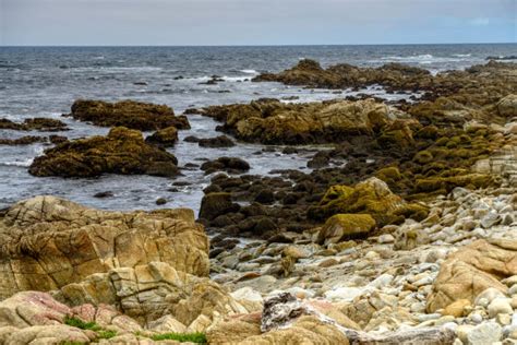 Asilomar State Park Stock Photos, Pictures & Royalty-Free Images - iStock