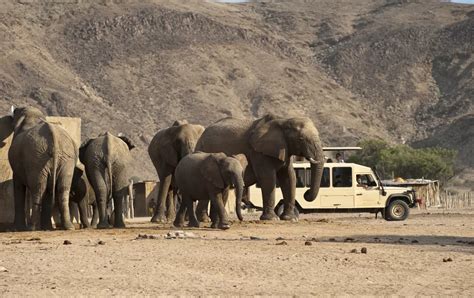 5 Damaraland Wildlife Safari Tours for 2025-2026