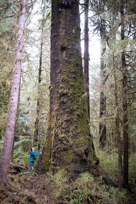 Carmanah Valley New Giant Spruce Tree Identified — Tj Watt Photography