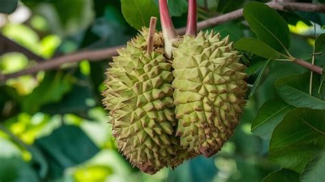 Premium Photo | Durian fruit isolated