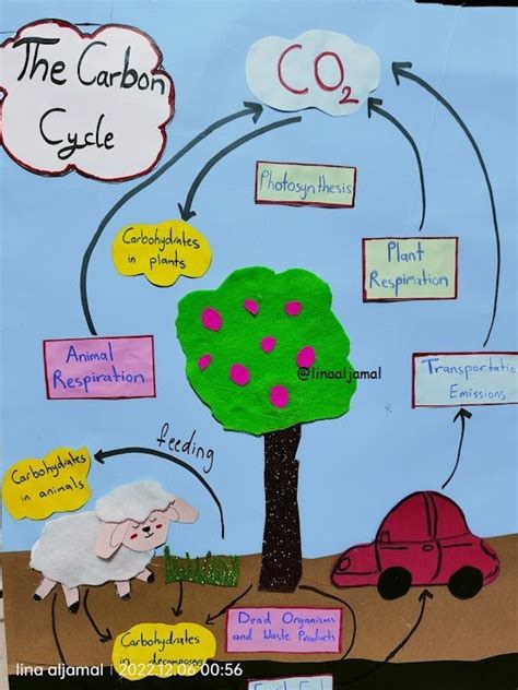 The carbon cycle | Carbon cycle, Science projects, Carbon