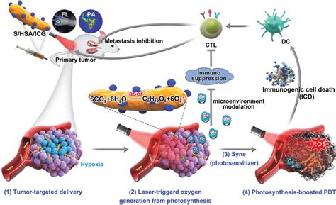 Schematic Illustration Of Nanophotosensitizer Hsa Icg Conjucated Syne