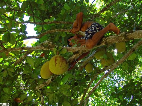 Man Picking Jaca Fruit Chapada Diamantina Bahia Bras Flickr