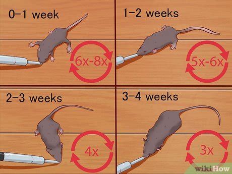 The Best Way to Care for Baby Mice - wikiHow