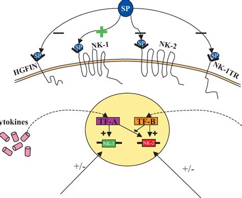 Mechanisms By Which SP NK A And Cytokines Are Linked To NK 1 And NK 2