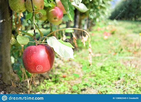 Braeburn And Idared Apple Orchard In Autumn Stock Image Image Of