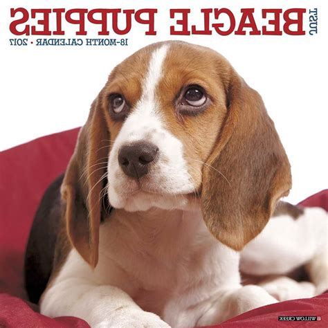 Beagle Puppy Calendar