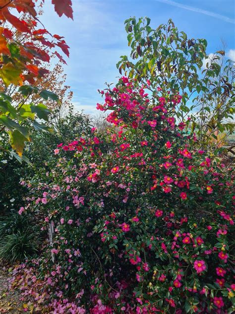 Plantentuin Esveld On Twitter Geen Klimaat Verandering Maar