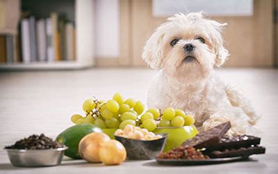 Millcreek Vet- Did you know Grapes are Toxic to Dogs?