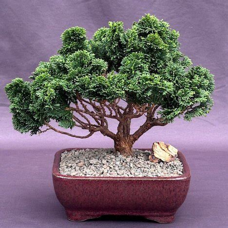 Hinoki Cypress Bonsai Tree Chamecyparis Obtusa Nana Gracilis