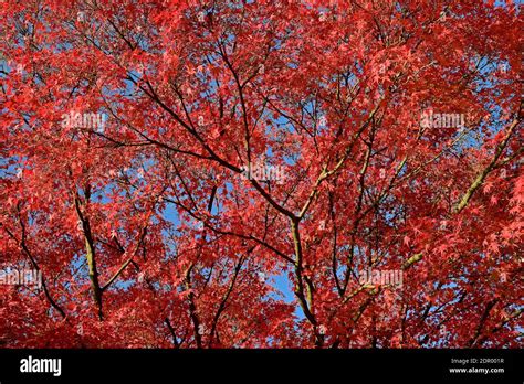 Smooth Japanese Maple Acer Palmatum Tree Crown With Red Autumn Leaves Blue Sky North Rhine