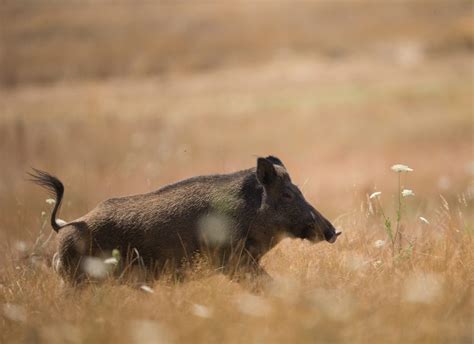 La Ppa Aux Portes De La France F D Ration Des Chasseurs De L Oise