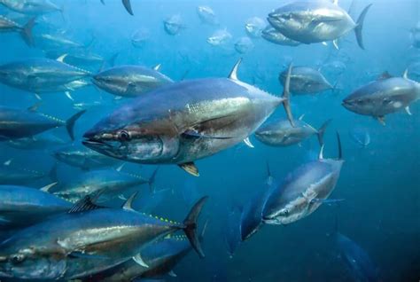 Interesting Facts About Pacific Bluefin Tuna - Bluefiná, Inc.