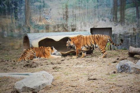 竹市動物明星虎六福、來福今生日 林智堅直播辦慶生趴 動物新鮮事 Udn寵物部落