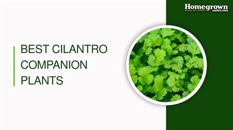 Ppt Best Cilantro Companion Plants Powerpoint Presentation Free