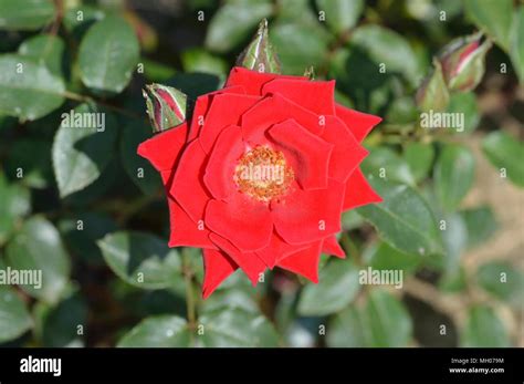 Rosa Love Knot Hi Res Stock Photography And Images Alamy