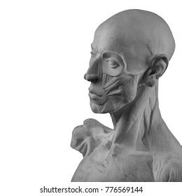 Plaster Statue Naked Man Anatomically Shaped Stock Photo